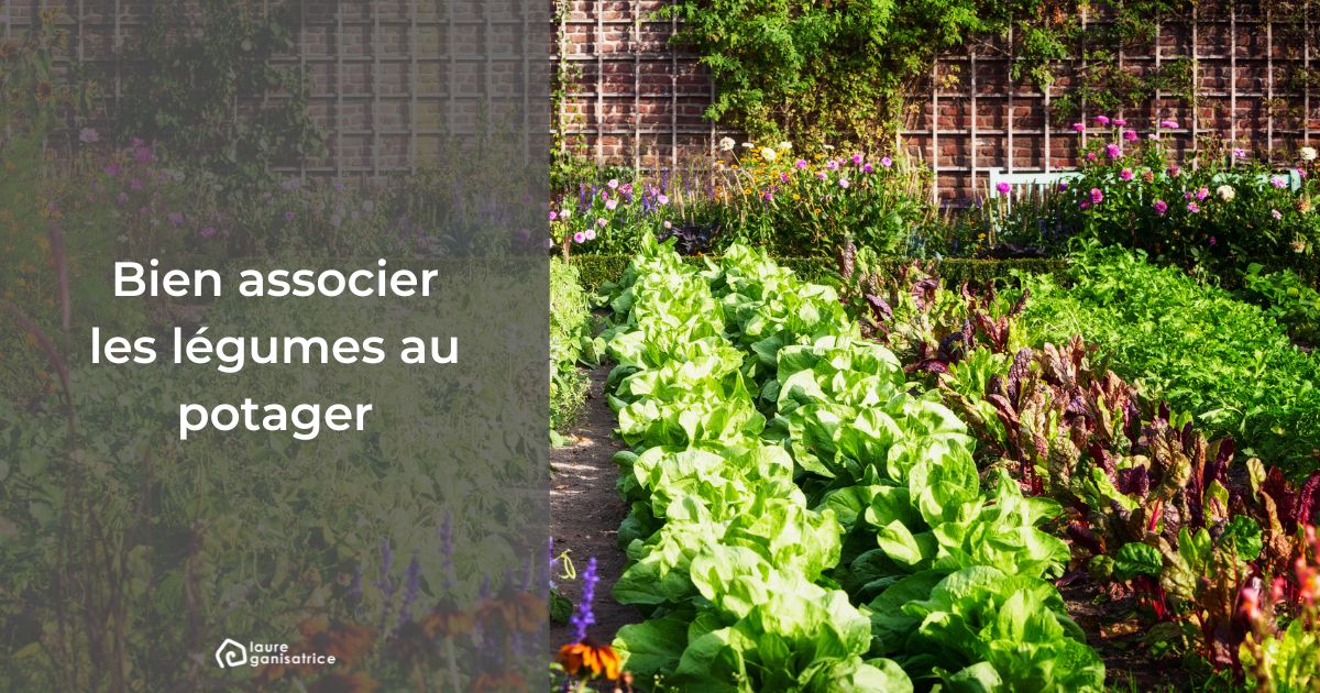 Comment Bien Associer Les Légumes Dans Ton Potager - Laure-ganisatrice ...