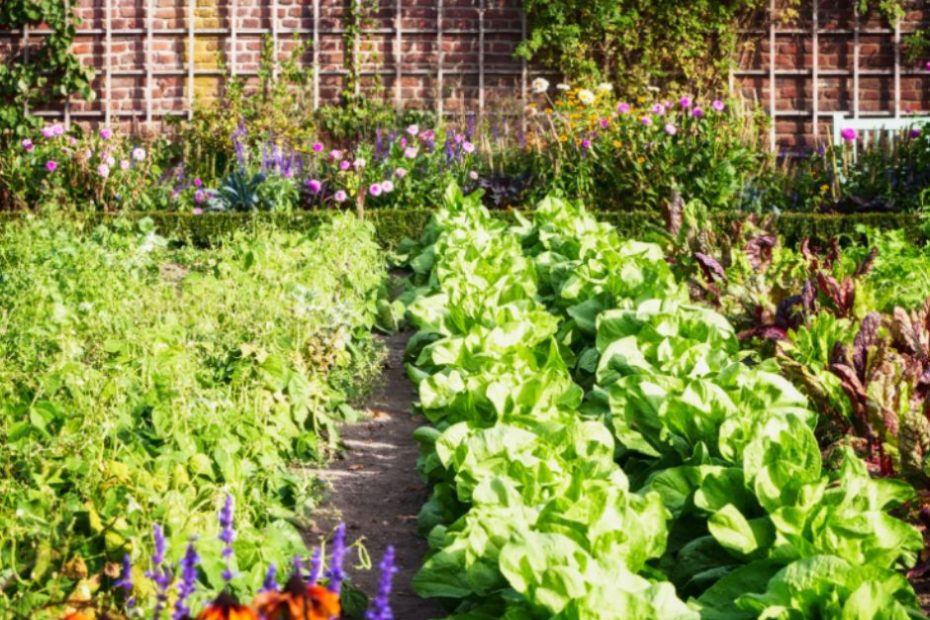 Découvre comment associer intelligemment tes légumes au potager pour favoriser leur croissance et résistance. Télécharge gratuitement notre fiche pratique pour des associations réussies.